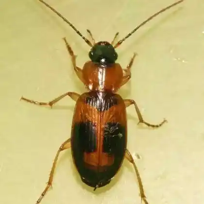 Foto von  (Badister lacertosus)