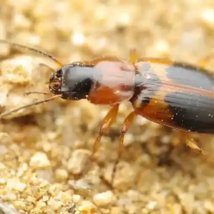 Foto von  (Badister meridionalis)