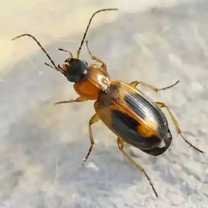 Foto von  (Badister unipustulatus)
