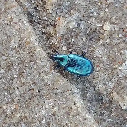 Foto von  (Bembidion argenteolum)