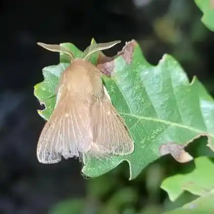 Foto von Eichen-Wollafter (Eriogaster rimicola)