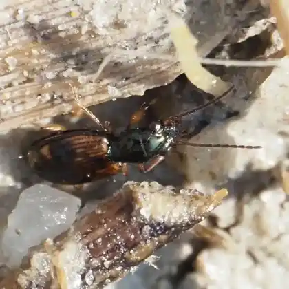 Foto von  (Bembidion articulatum)