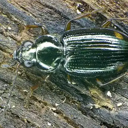 Foto von Zweigefleckter Ahlenläufer (Bembidion biguttatum)