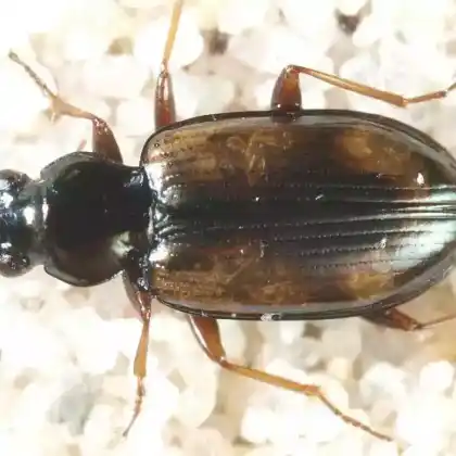 Foto von  (Bembidion bruxellense)