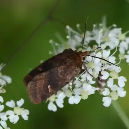 Foto von Braune Feuchtwieseneule (Eriopygodes imbecilla)