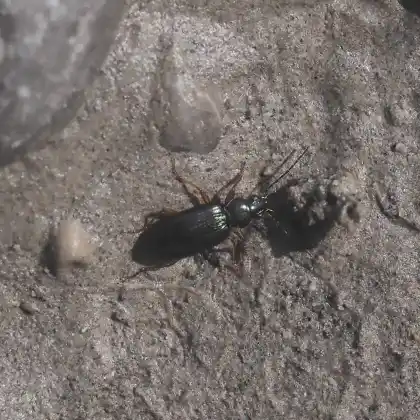 Foto von  (Bembidion decorum)