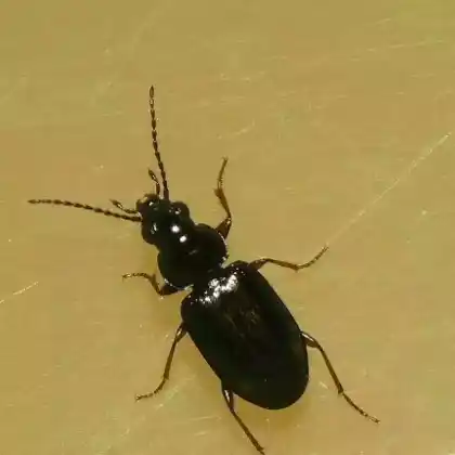 Foto von  (Bembidion doris)