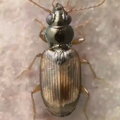 Foto von  (Bembidion ephippium)