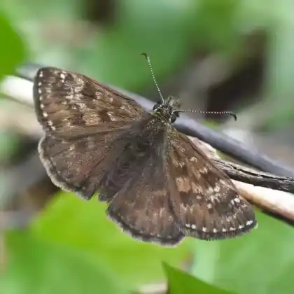 Foto von Kronwicken-Dickkopffalter (Erynnis tages)