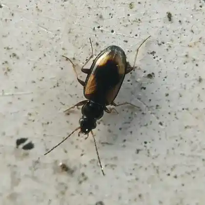 Foto von  (Bembidion femoratum)
