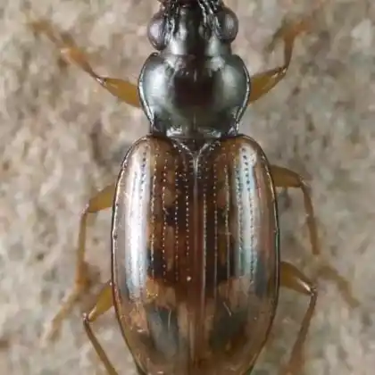 Foto von  (Bembidion fumigatum)