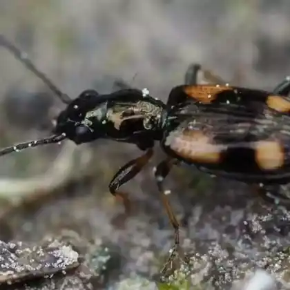 Foto von  (Bembidion genei)