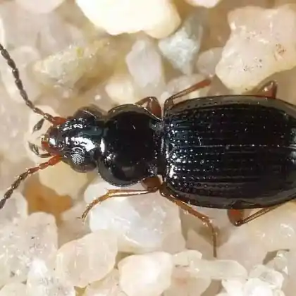 Foto von  (Bembidion gilvipes)