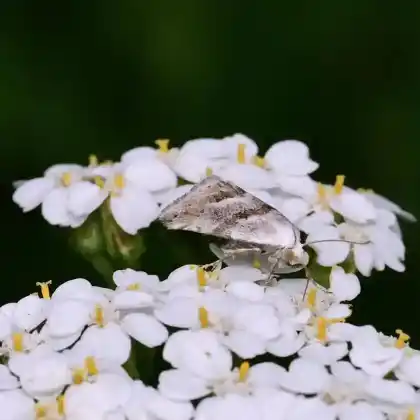 Foto von Zwergeulchen (Eublemma minutata)