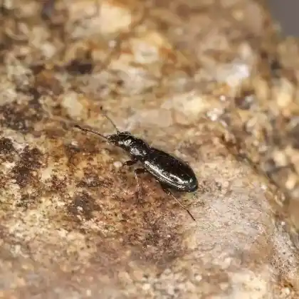 Foto von Glatter Ahlenläufer (Bembidion lampros)