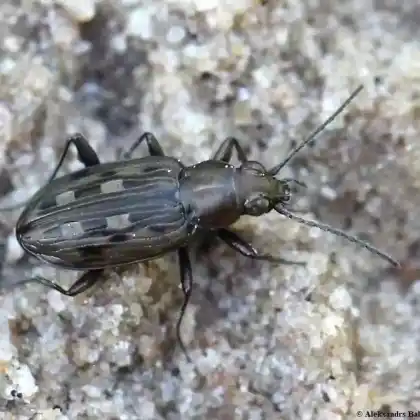 Foto von  (Bembidion litorale)
