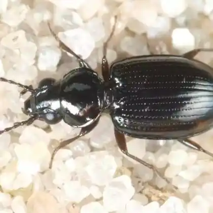 Foto von  (Bembidion lunatum)