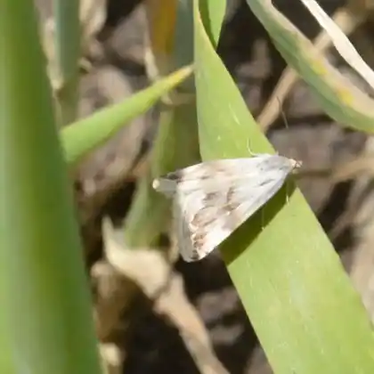 Foto von Südliches Sandstrohblumeneulchen (Eublemma ostrina)