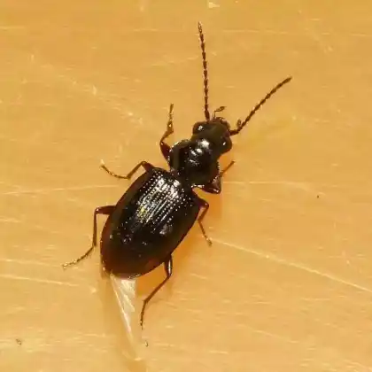 Foto von  (Bembidion lunulatum)