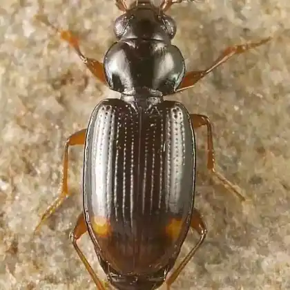Foto von  (Bembidion mannerheimii)
