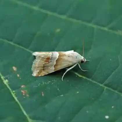 Foto von Geröllsteppen-Zwergeulchen (Eublemma parva)