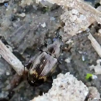 Foto von  (Bembidion obliquum)