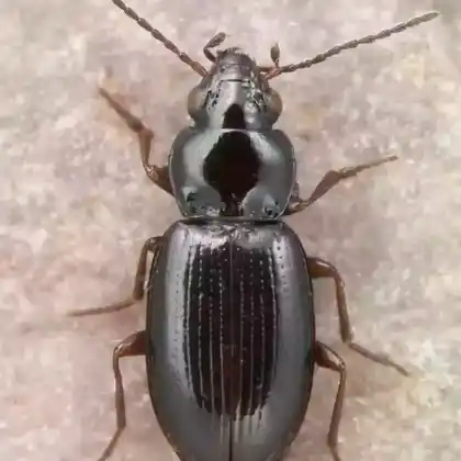 Foto von  (Bembidion obtusum)