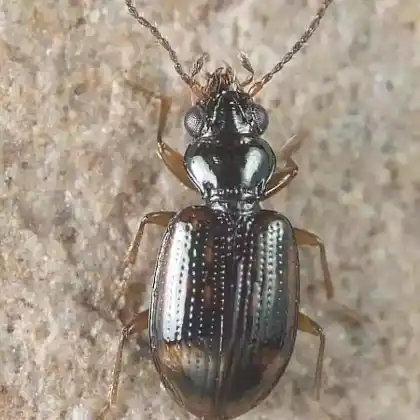 Foto von  (Bembidion octomaculatum)
