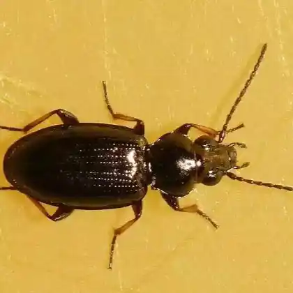 Foto von  (Bembidion properans)