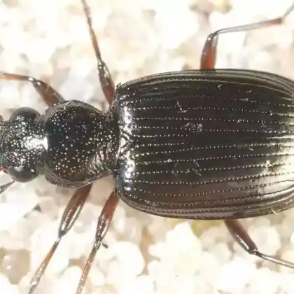 Foto von  (Bembidion punctulatum)