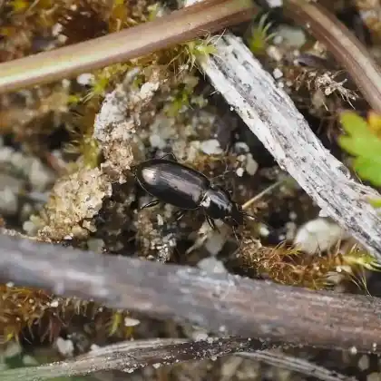 Foto von  (Bembidion pygmaeum)