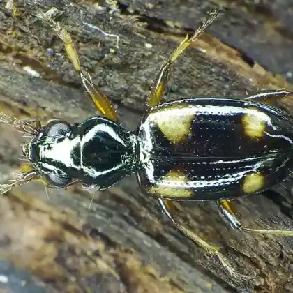 Foto von  (Bembidion quadrimaculatum)