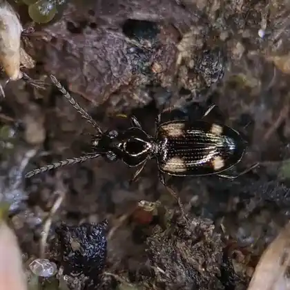 Foto von  (Bembidion quadripustulatum)