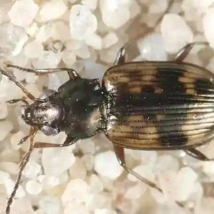 Foto von  (Bembidion semipunctatum)