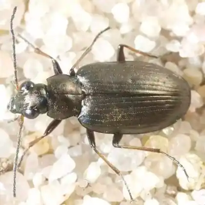 Foto von  (Bembidion striatum)