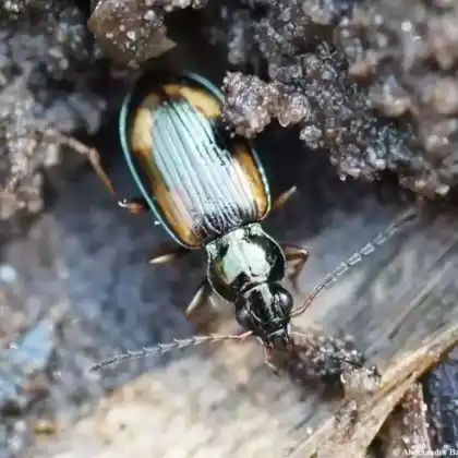 Foto von Kreuzfleckiger Ahlenläufer (Bembidion tetracolum)