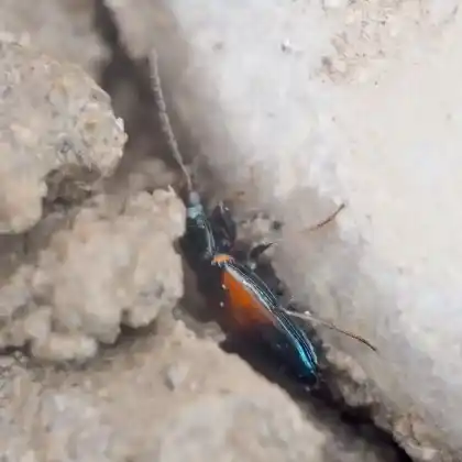 Foto von  (Bembidion varicolor)