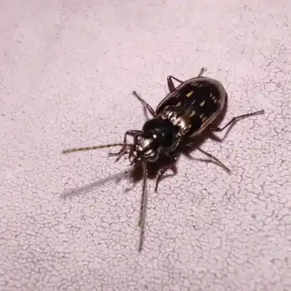 Foto von  (Bembidion varium)