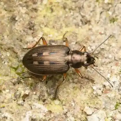 Foto von  (Bembidion velox)