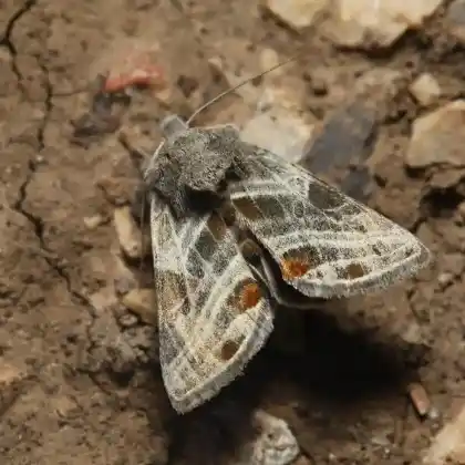 Foto von Lungenkraut-Metalleule (Euchalcia modestoides)