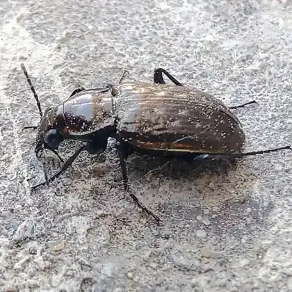 Foto von Narbenkäfer (Blethisa multipunctata)