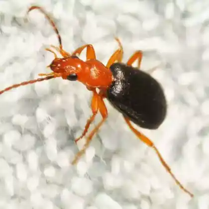 Foto von  (Brachinus crepitans)
