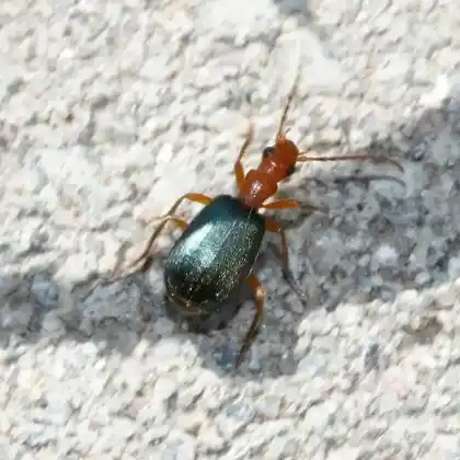 Foto von Kleiner Bombardierkäfer (Brachinus explodens)
