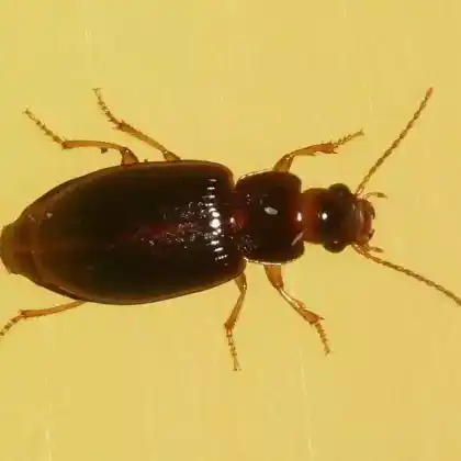 Foto von  (Bradycellus csikii)