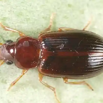 Foto von  (Bradycellus harpalinus)