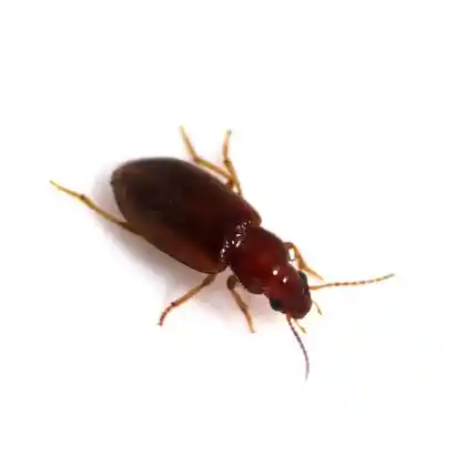 Foto von  (Bradycellus verbasci)