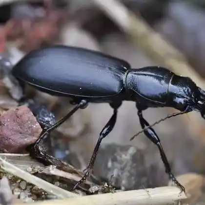 Foto von Großkopf (Broscus cephalotes)