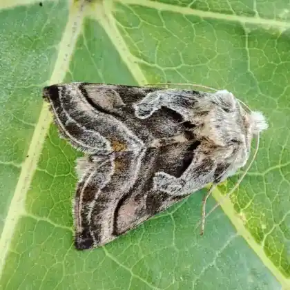 Foto von Eisenhut-Metalleule (Euchalcia variabilis)