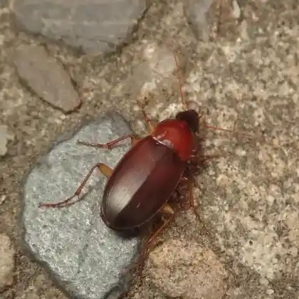 Foto von  (Calathus cinctus)