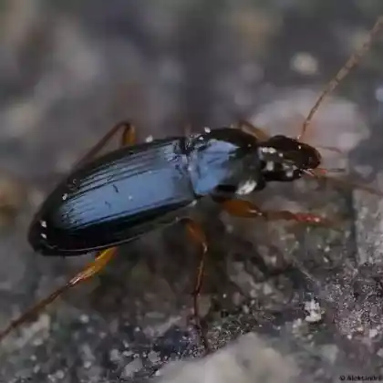 Foto von  (Calathus erratus)
